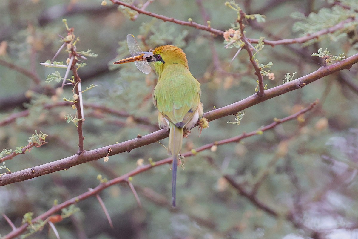 שרקרק צהוב גרון - ML652394833