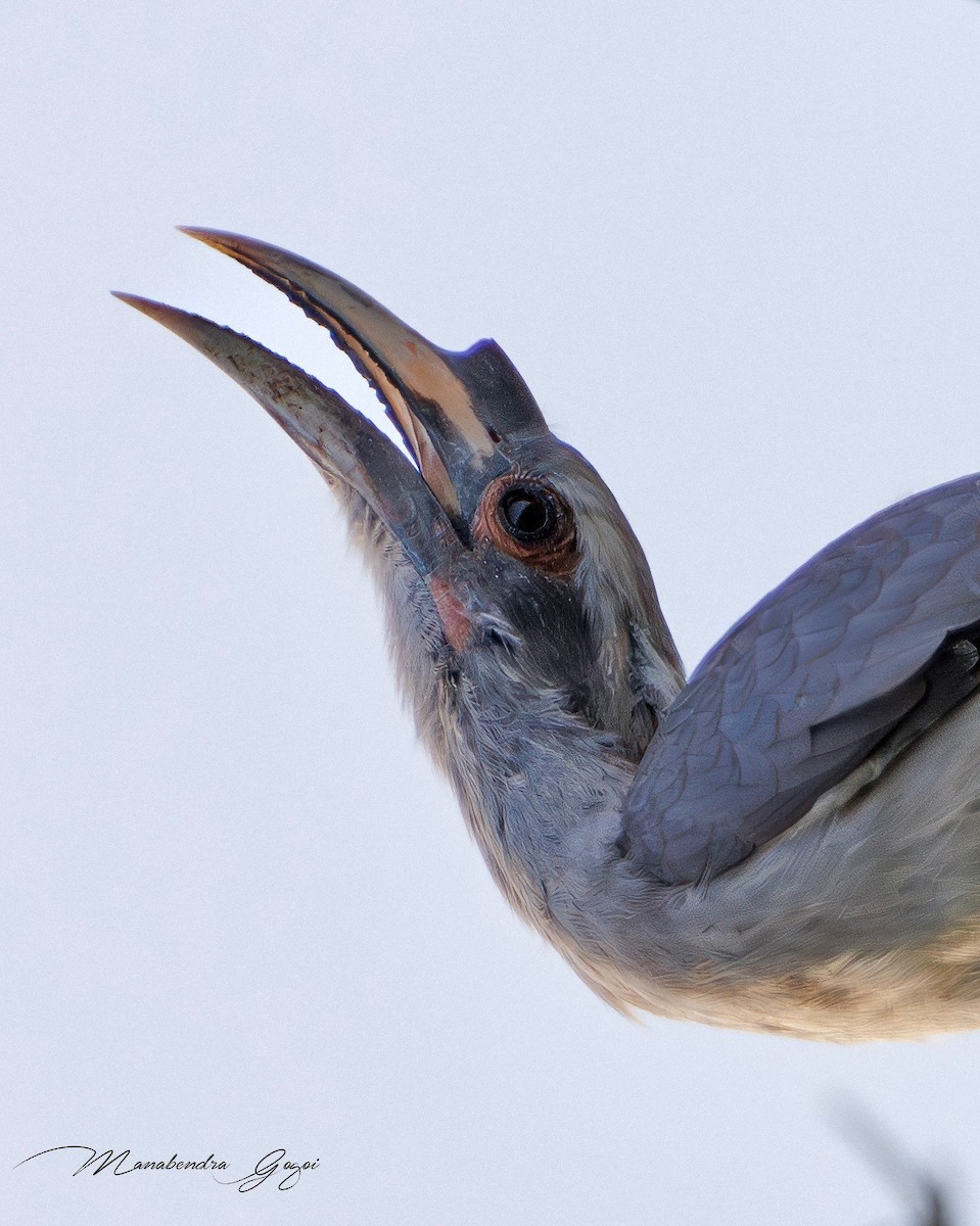 Indienhornvogel - ML652394844