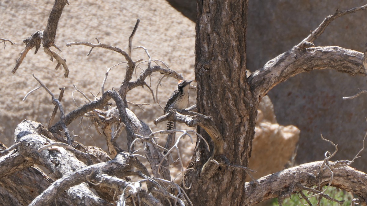 strakapoud proužkohřbetý - ML652394852