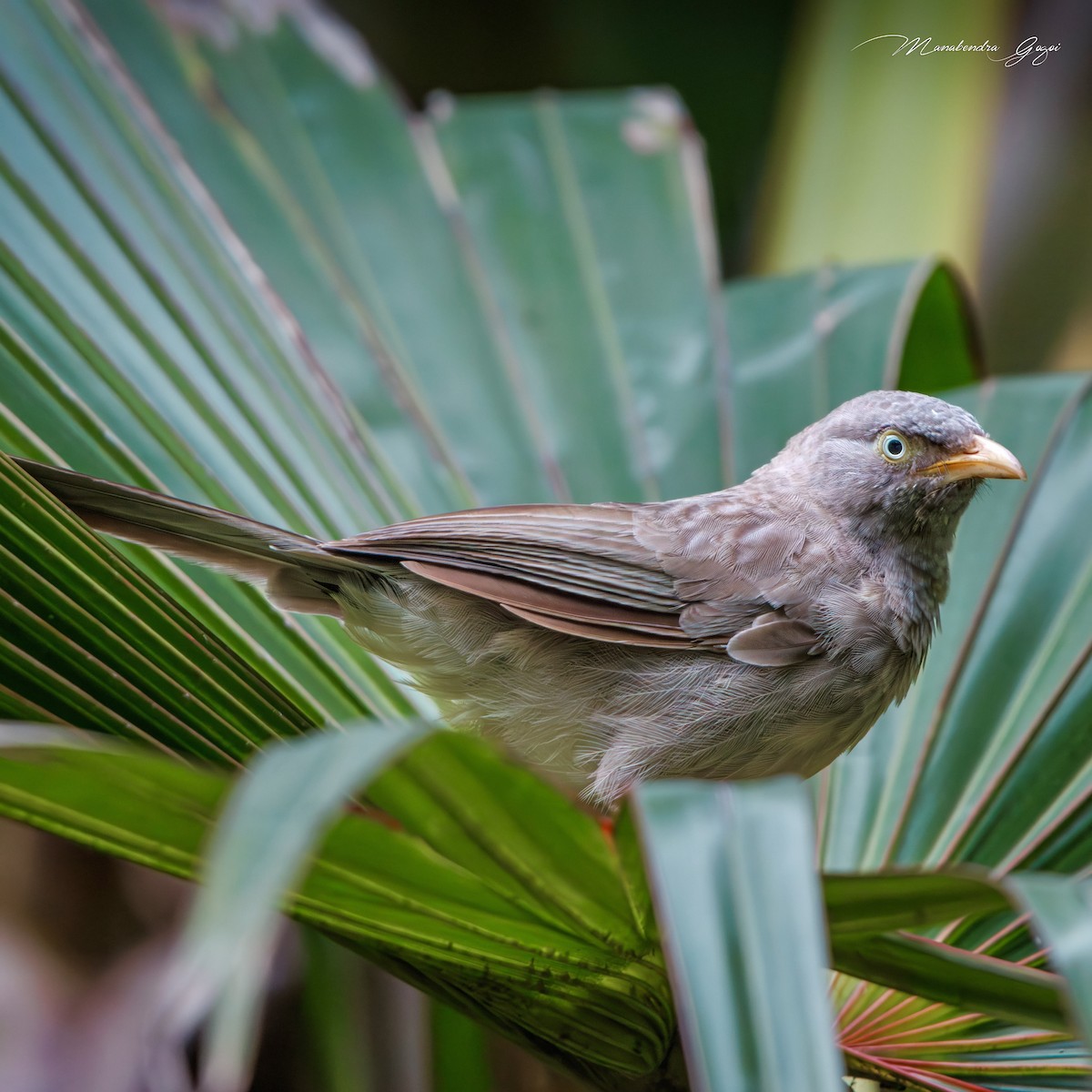 Dschungeldrosselhäherling - ML652394874