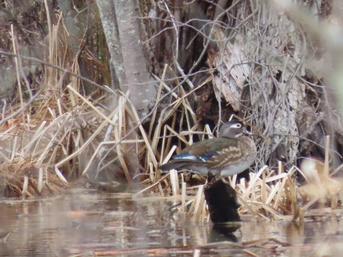 Canard branchu - ML652394895