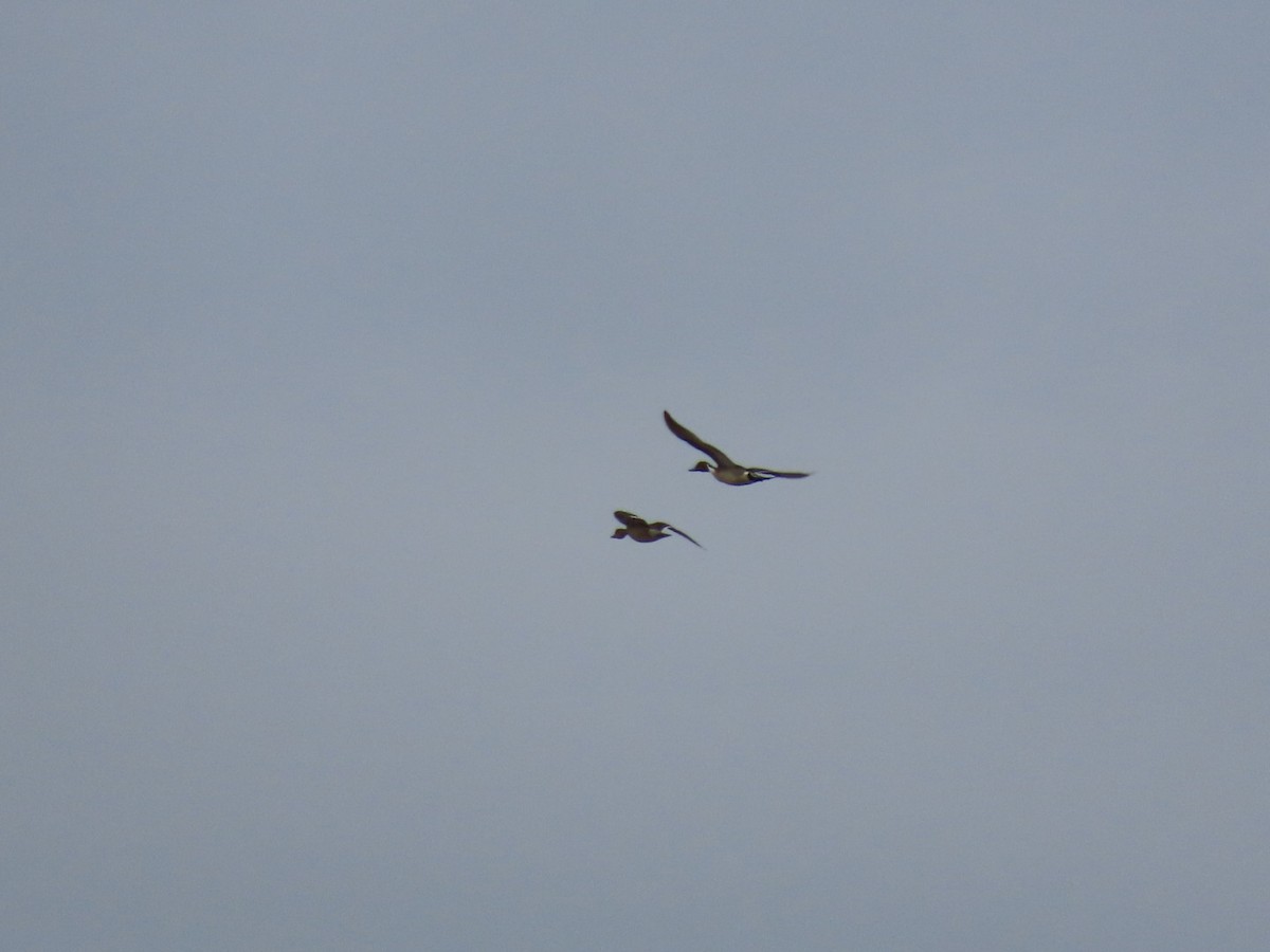 Canard pilet - ML652394908