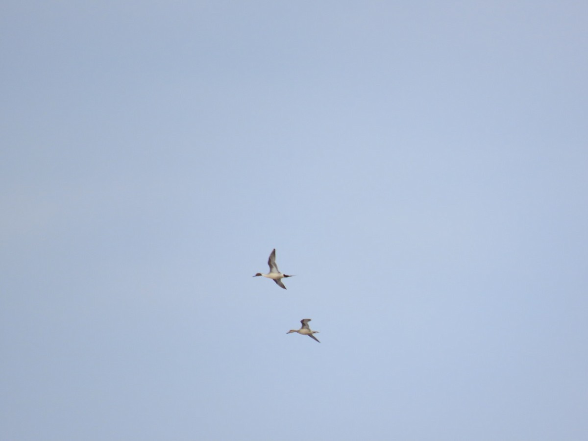 Canard pilet - ML652394909