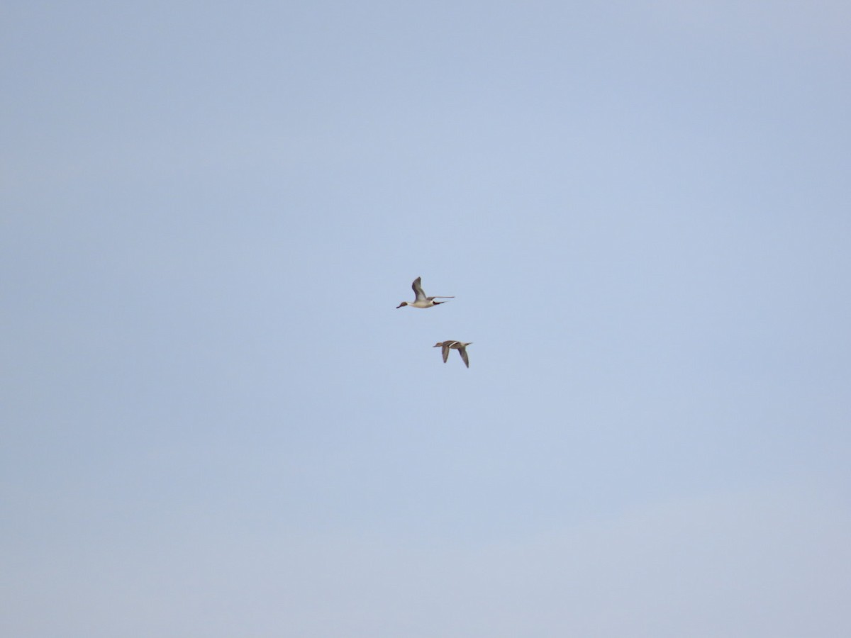 Canard pilet - ML652394910