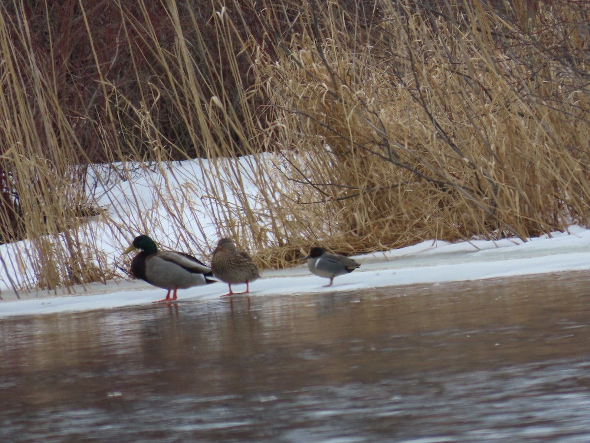 Sarcelle d'hiver - ML652394916