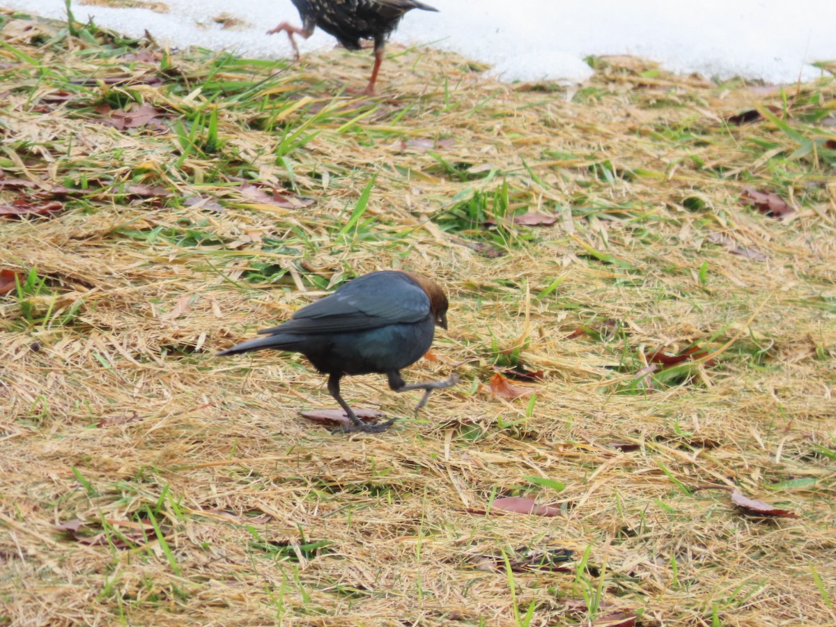 Vacher à tête brune - ML652394959