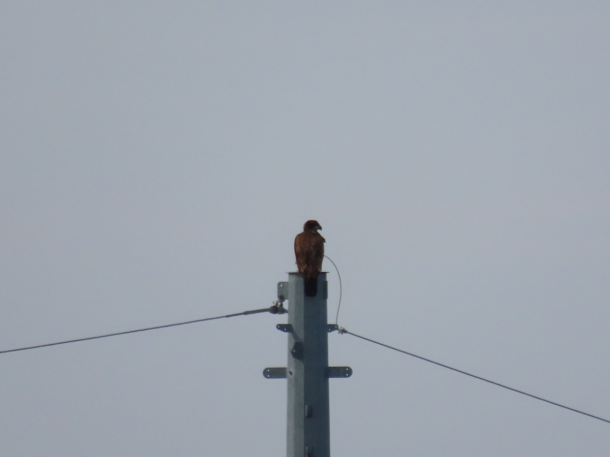 Pygargue à tête blanche - ML652394981