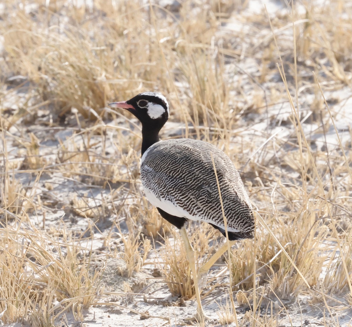 White-quilled Bustard - ML652395012