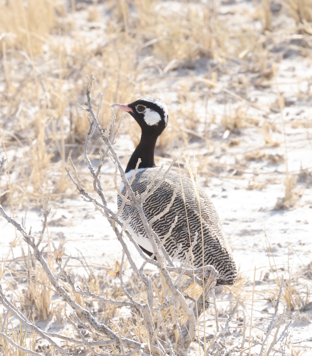 White-quilled Bustard - ML652395013