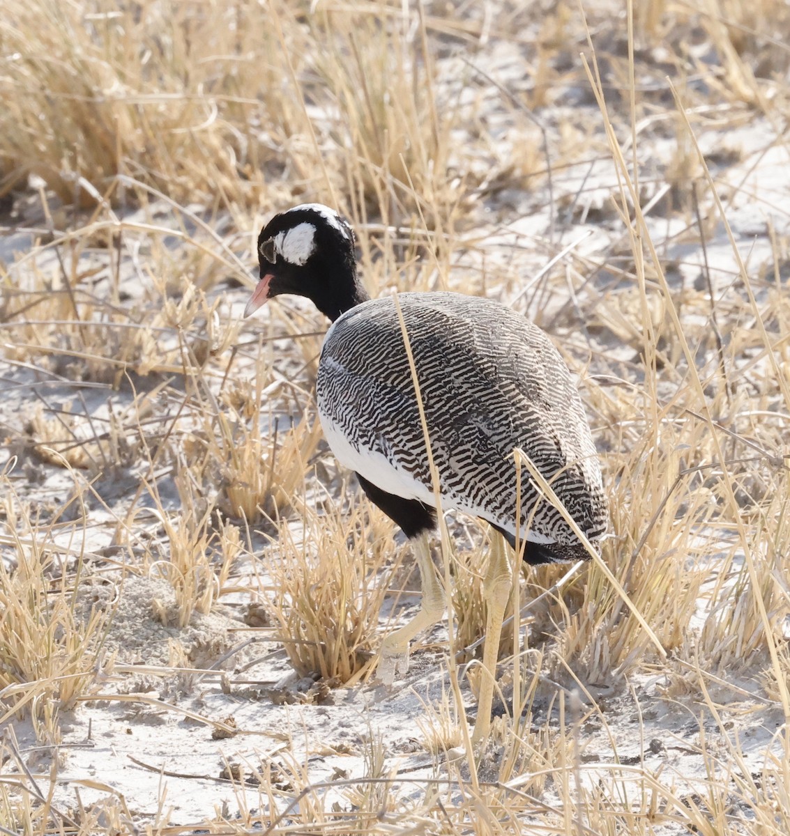 White-quilled Bustard - ML652395014