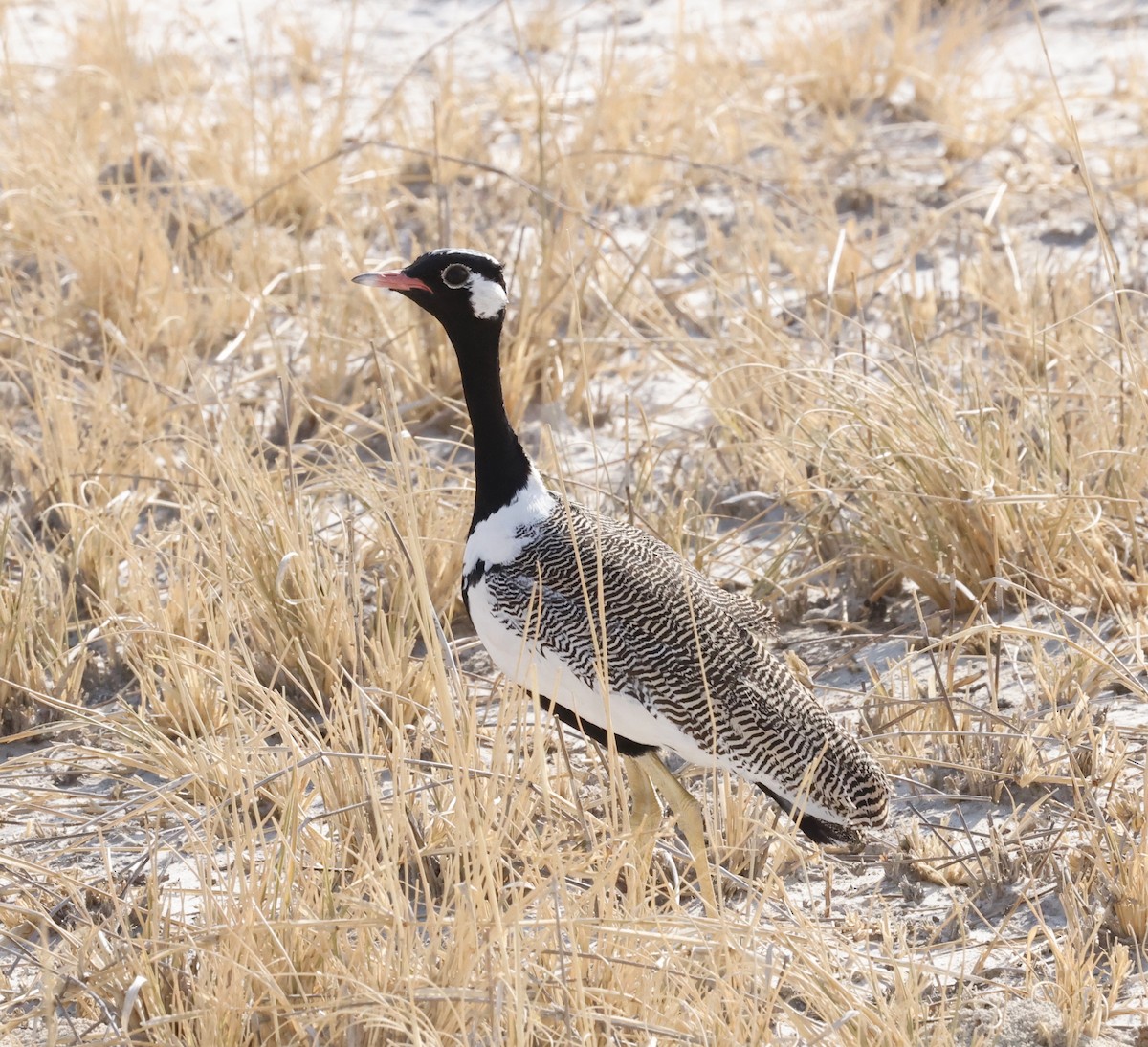 White-quilled Bustard - ML652395016