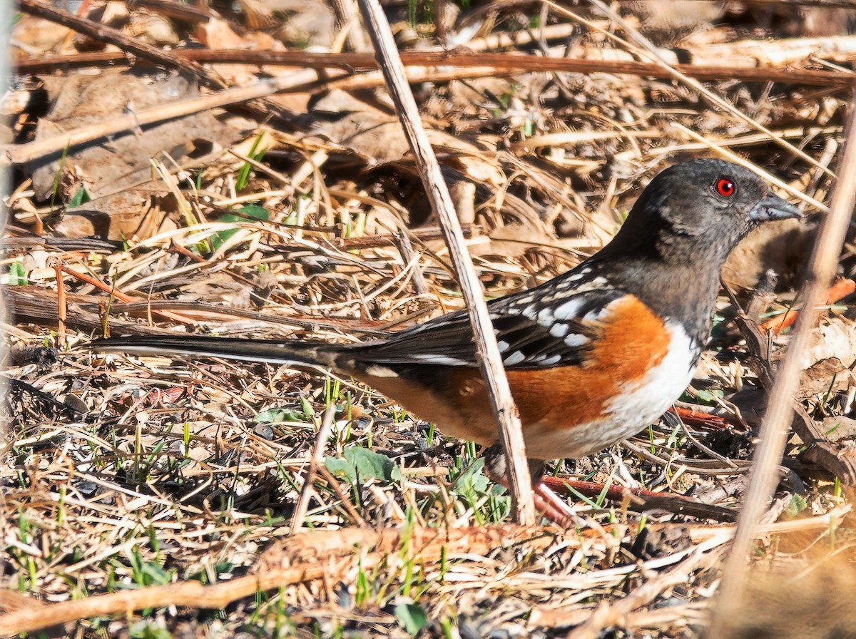 Spotted Towhee - ML652395115