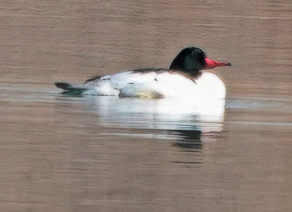 Common Merganser - ML652395534