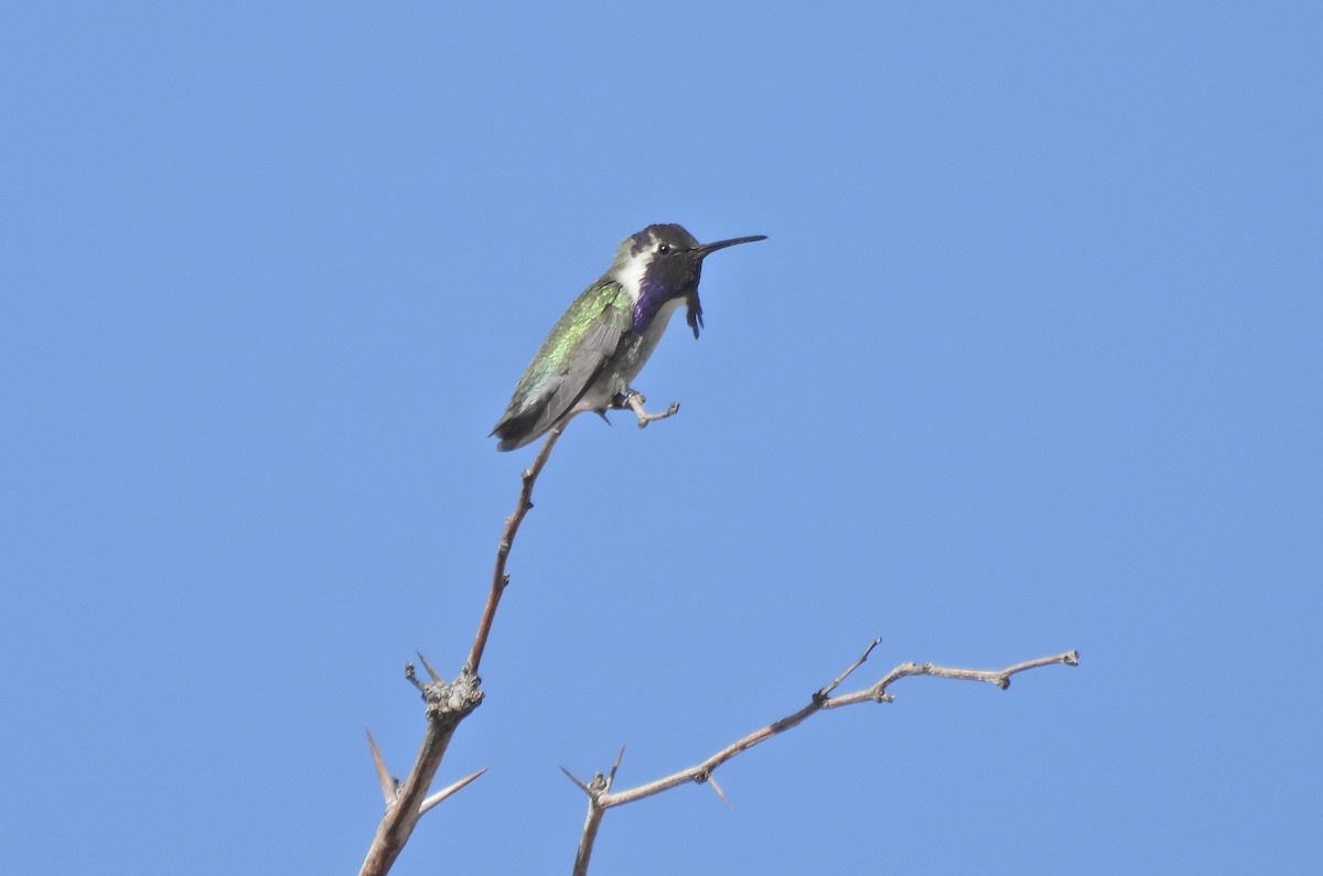 Costa's Hummingbird - ML652395783