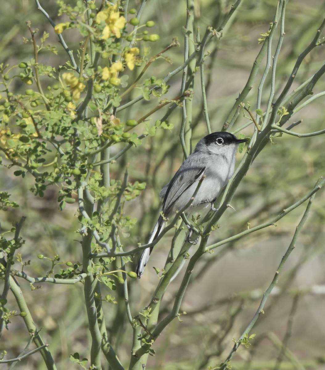 Black-tailed Gnatcatcher - ML652395798