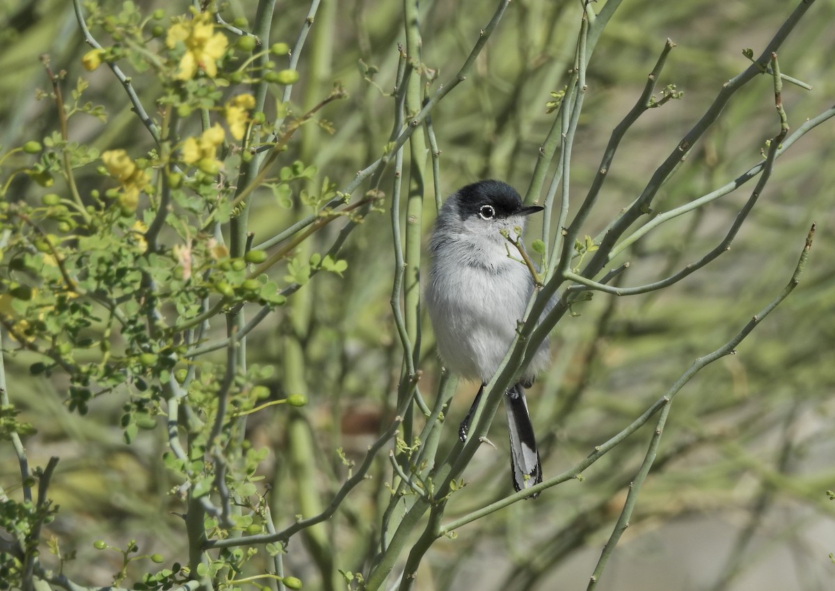 Black-tailed Gnatcatcher - ML652395799