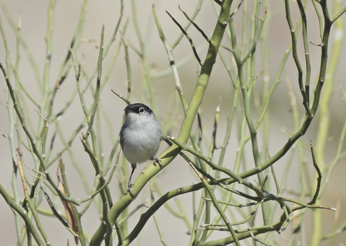 Black-tailed Gnatcatcher - ML652395800