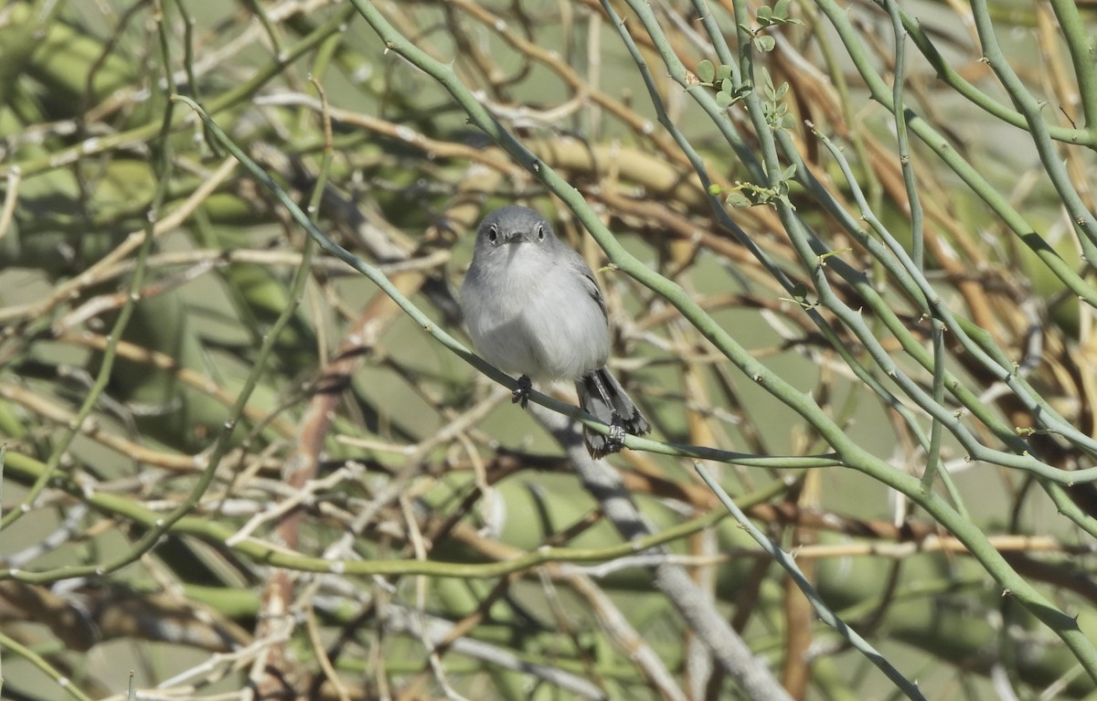 Black-tailed Gnatcatcher - ML652395809
