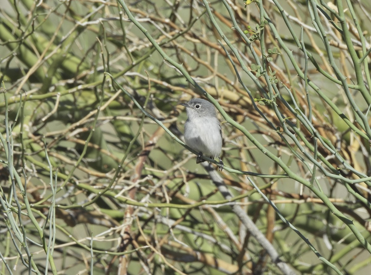 Black-tailed Gnatcatcher - ML652395810