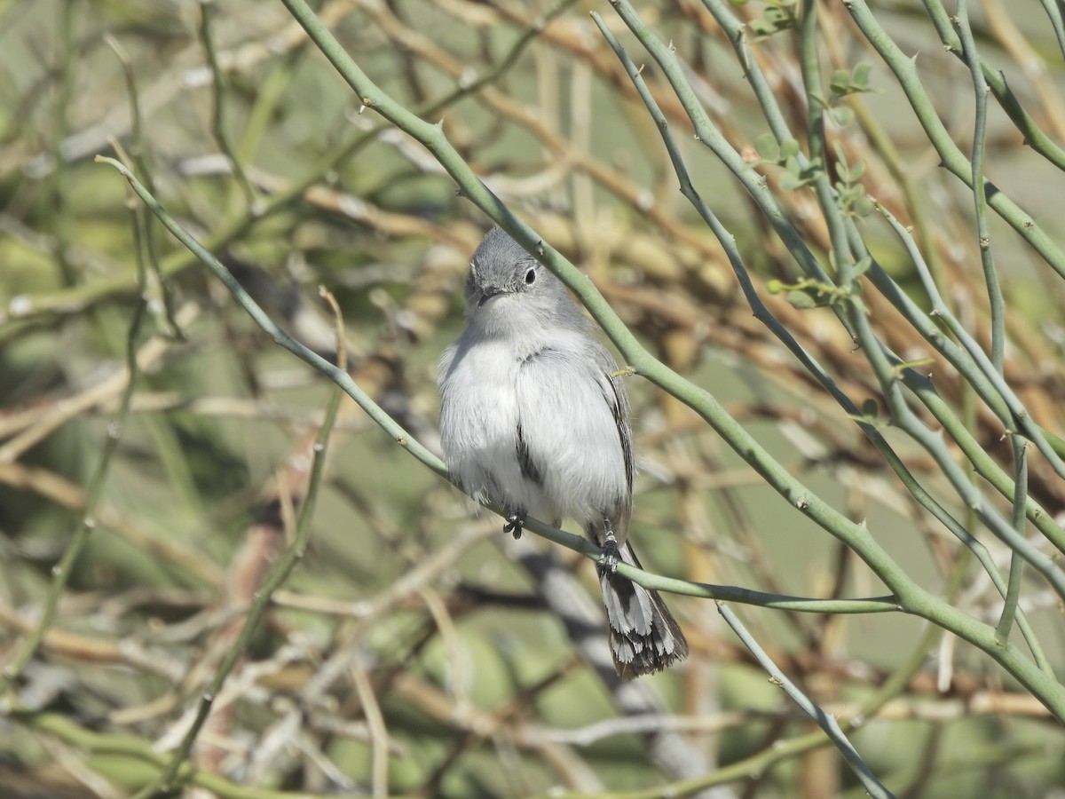 Black-tailed Gnatcatcher - ML652395812