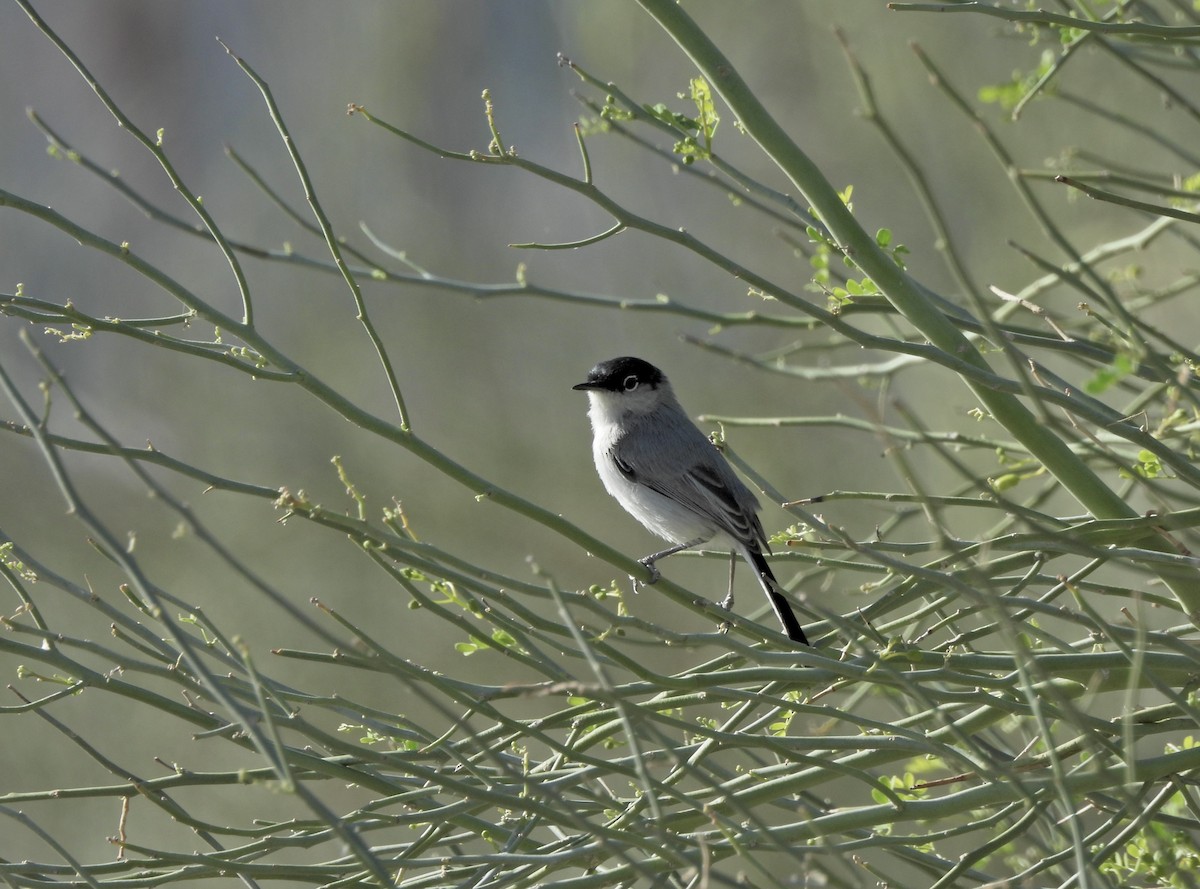 Black-tailed Gnatcatcher - ML652395813