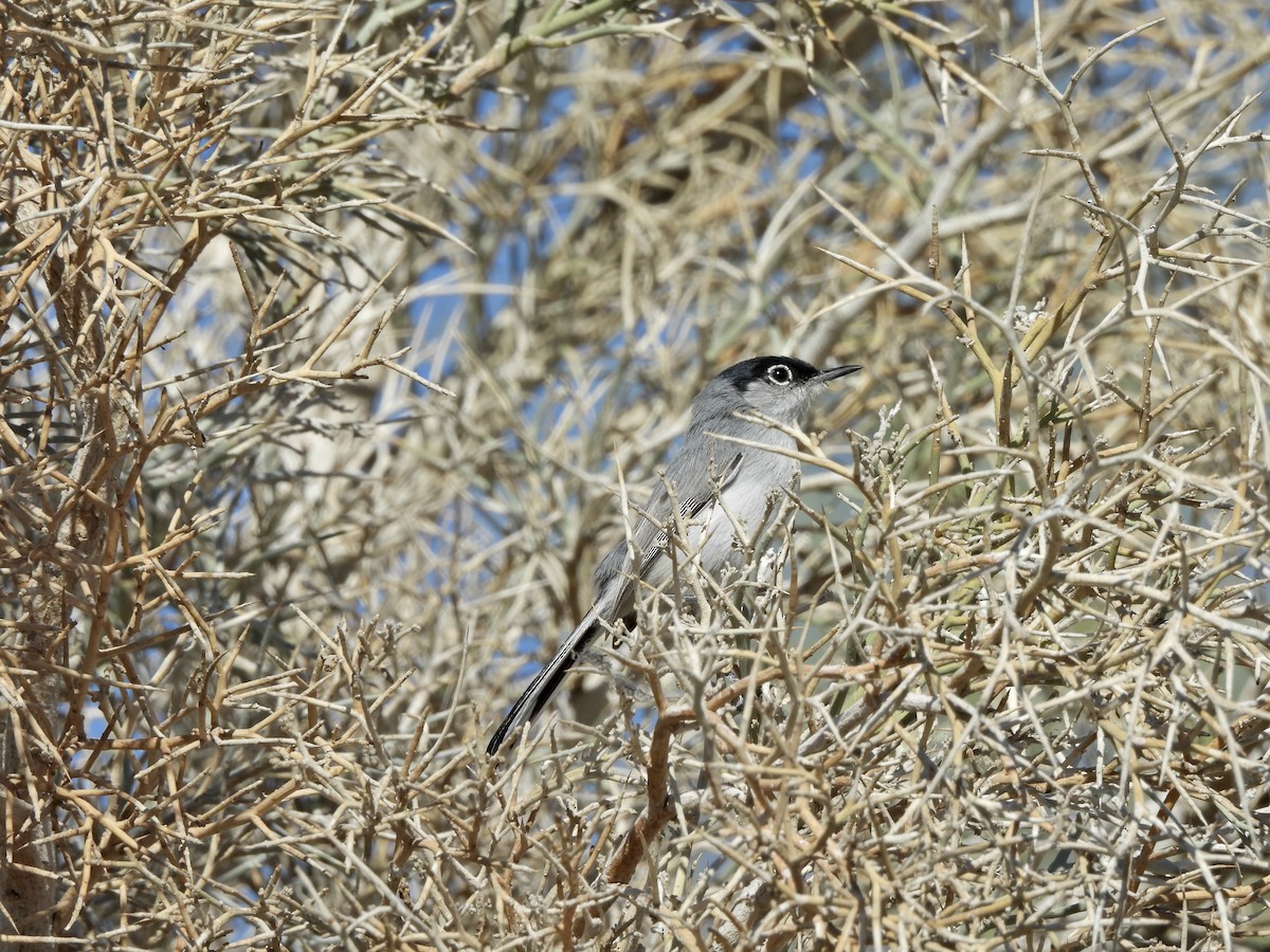 Black-tailed Gnatcatcher - ML652395814