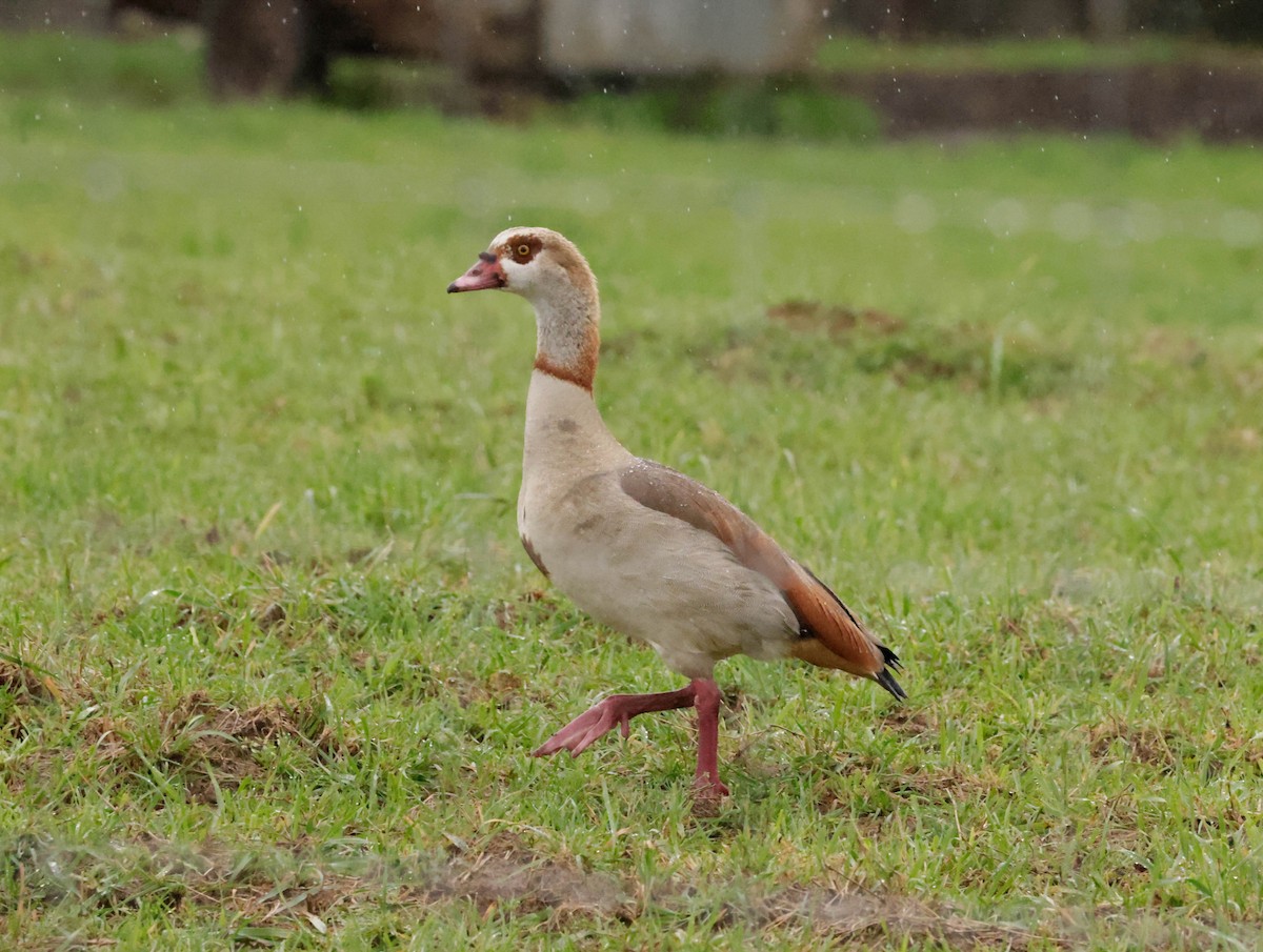 Egyptian Goose - ML652395819