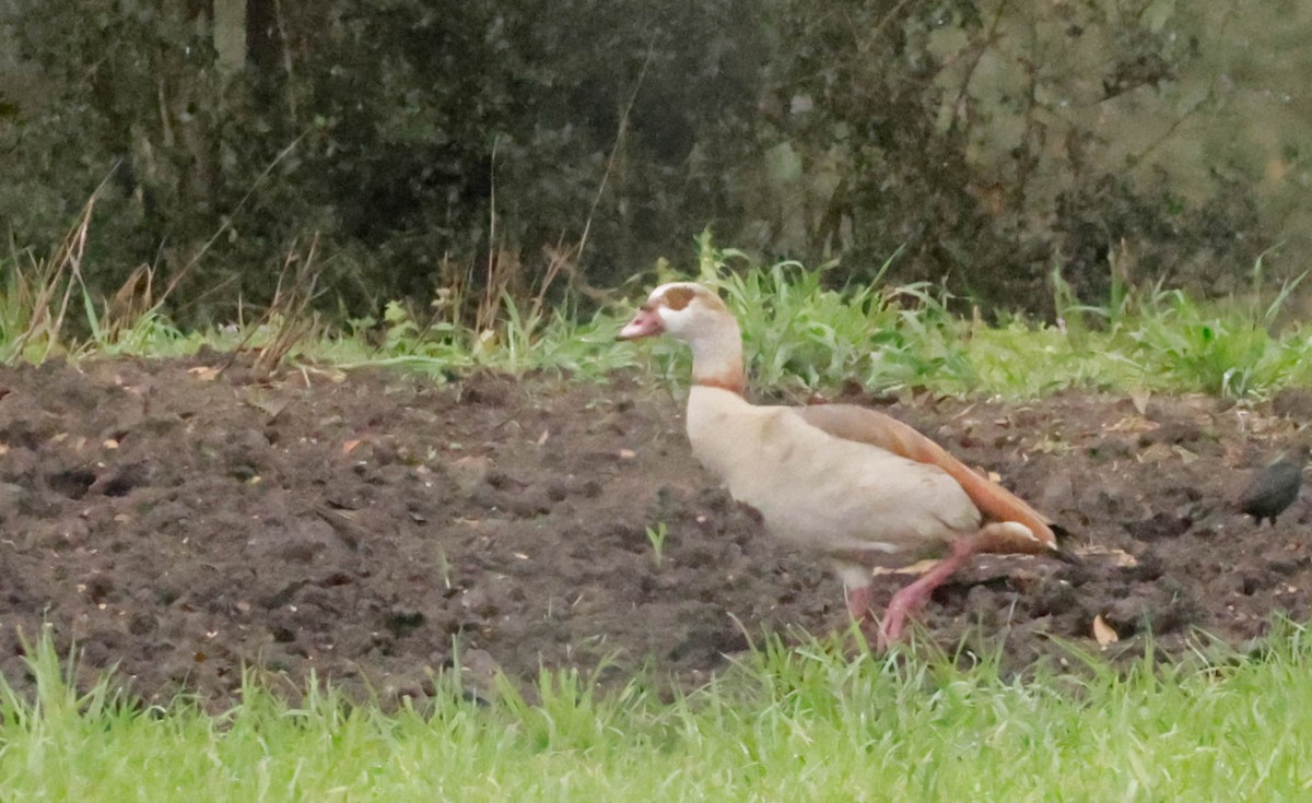 Egyptian Goose - ML652395910
