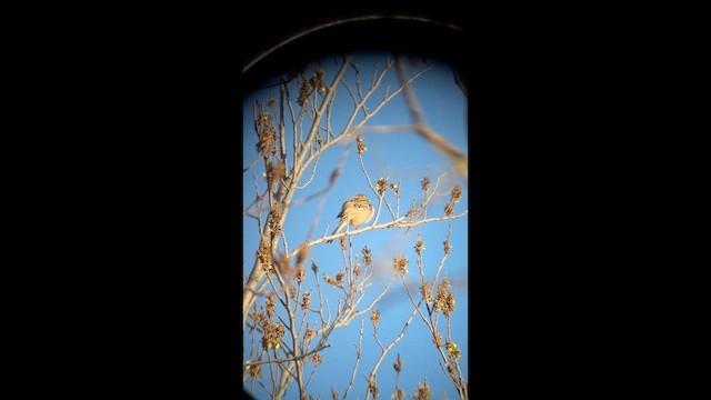 Карнатка польова - ML652396438