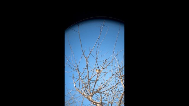 Карнатка польова - ML652396439