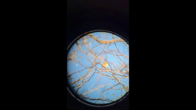 Карнатка польова - ML652396446