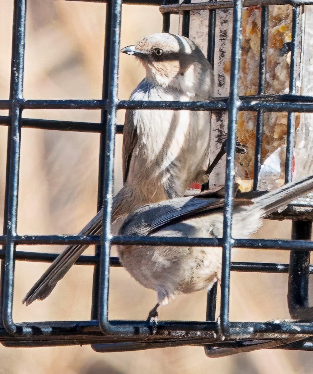 Bushtit - ML652396945