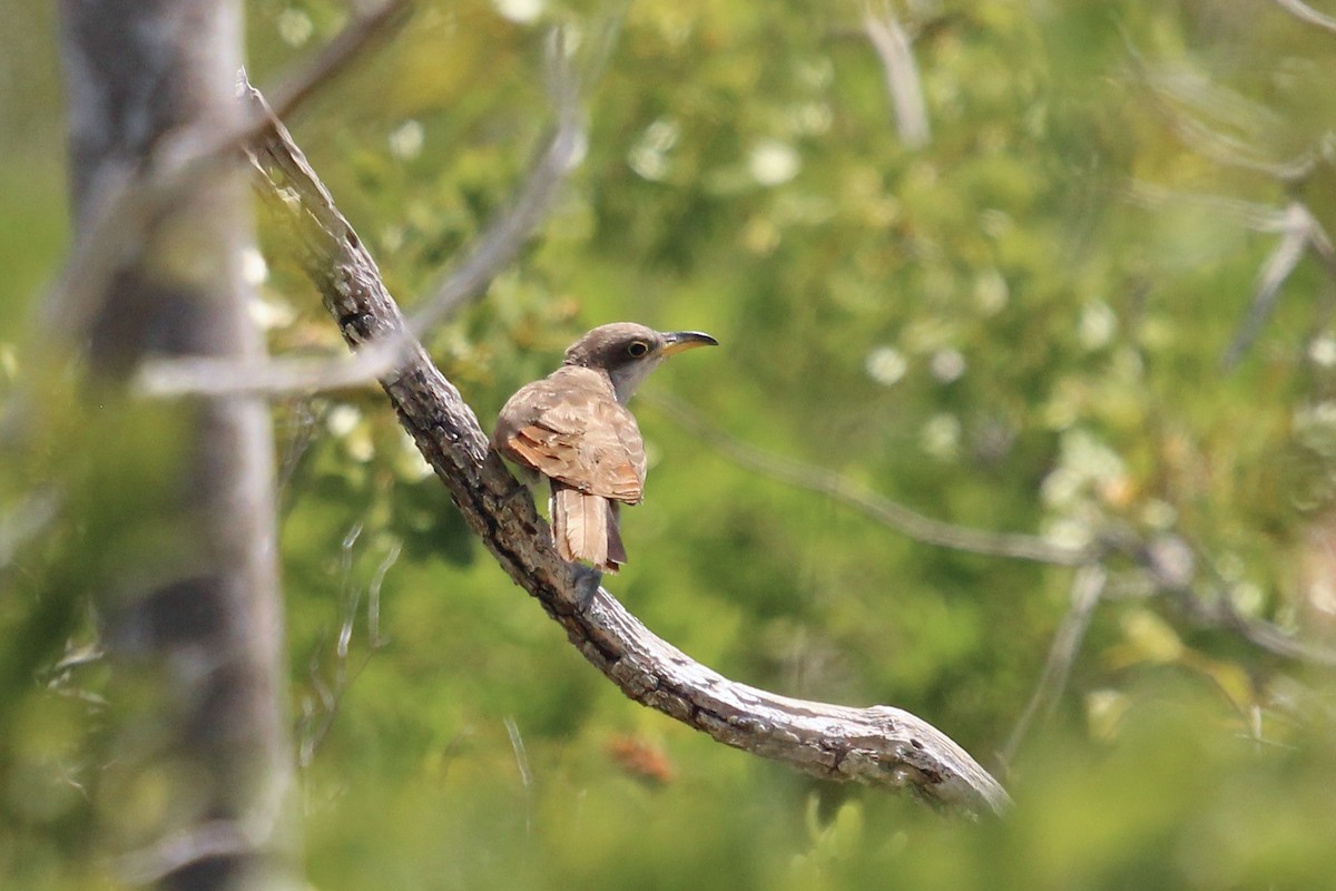 Coulicou à bec jaune - ML652397107