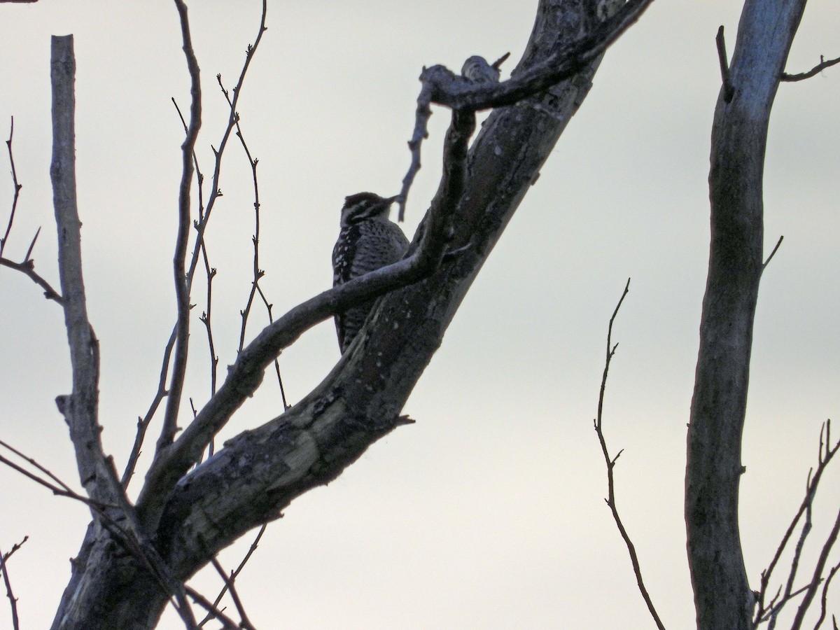 strakapoud proužkohřbetý - ML652397150