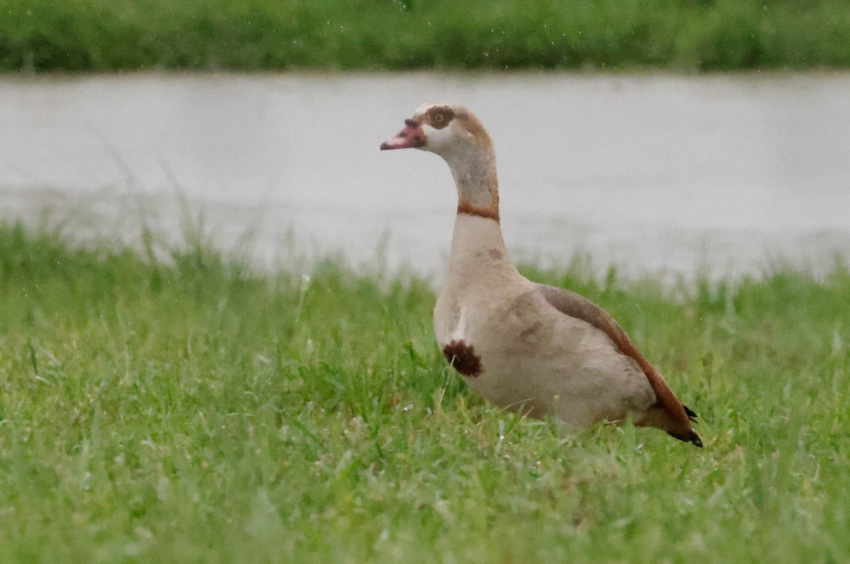 Egyptian Goose - ML652397499