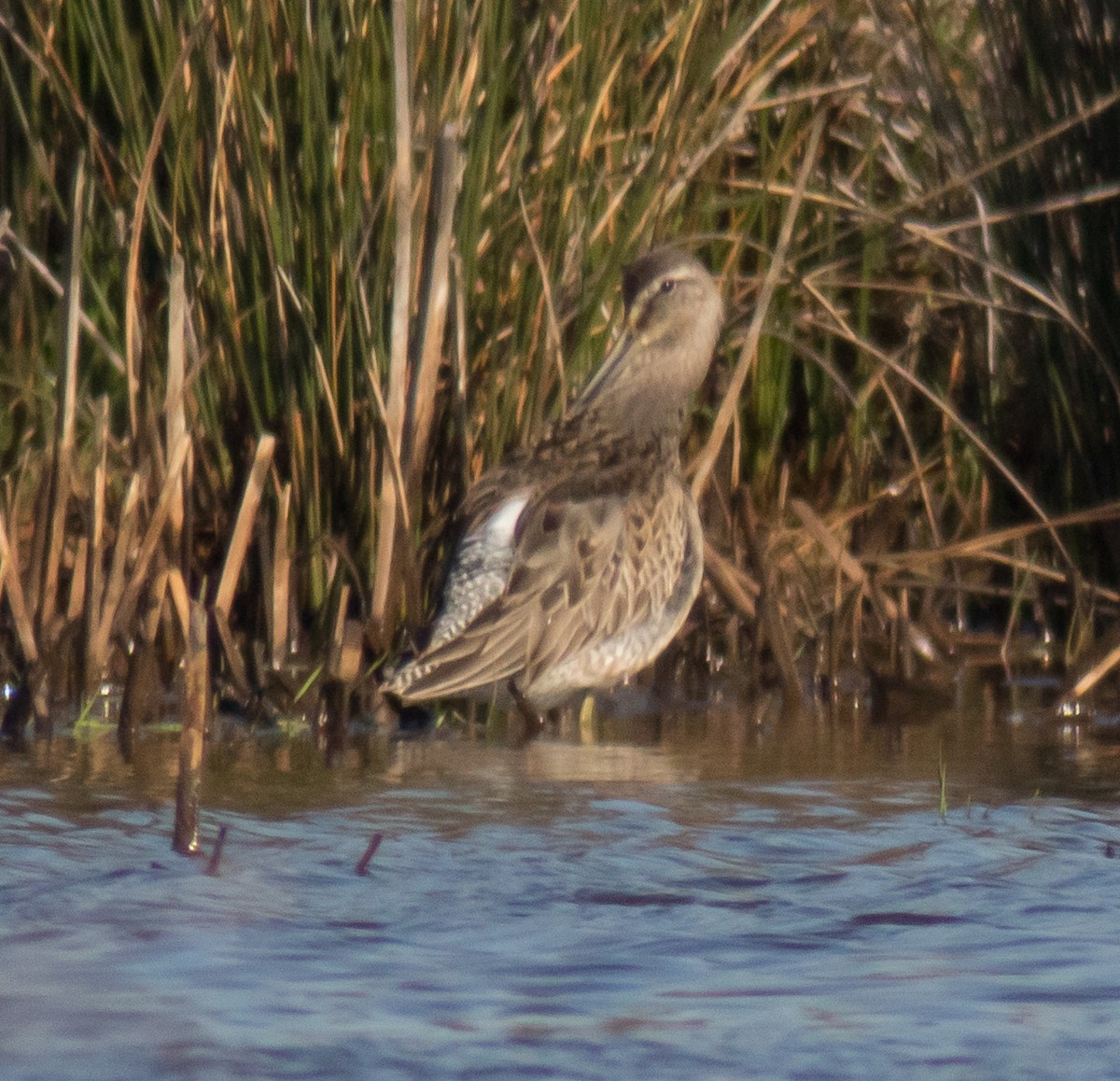 Limnodromo pettorossiccio - ML652397517