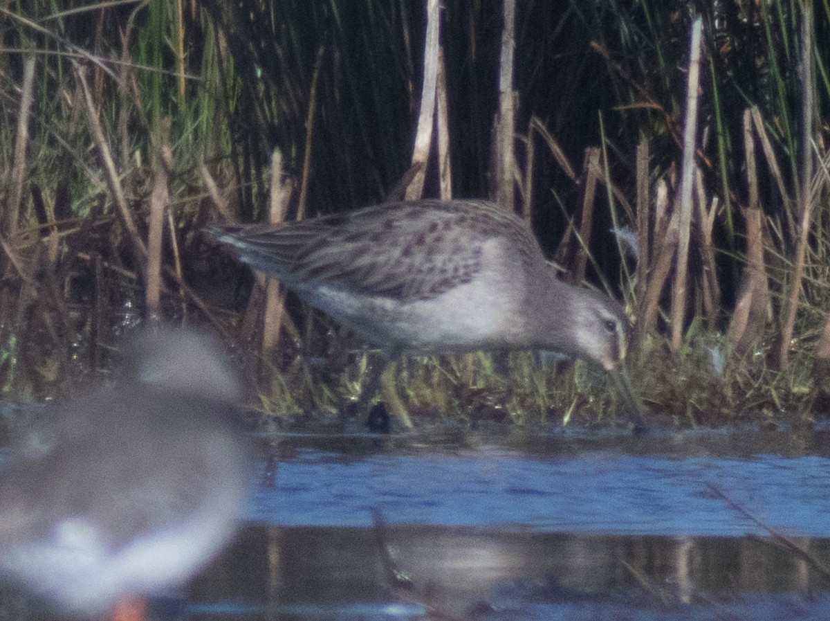 Limnodromo pettorossiccio - ML652397519