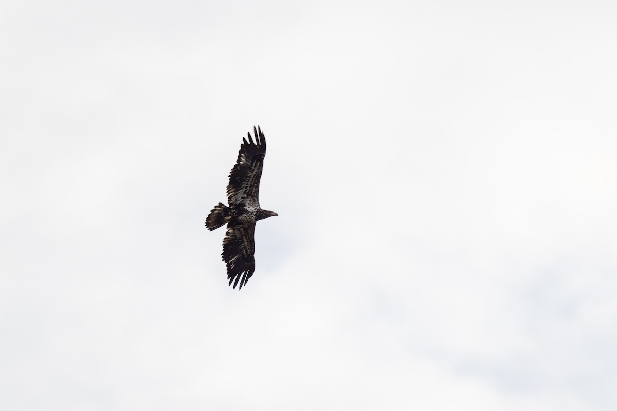 Pigargo Americano - ML652397635