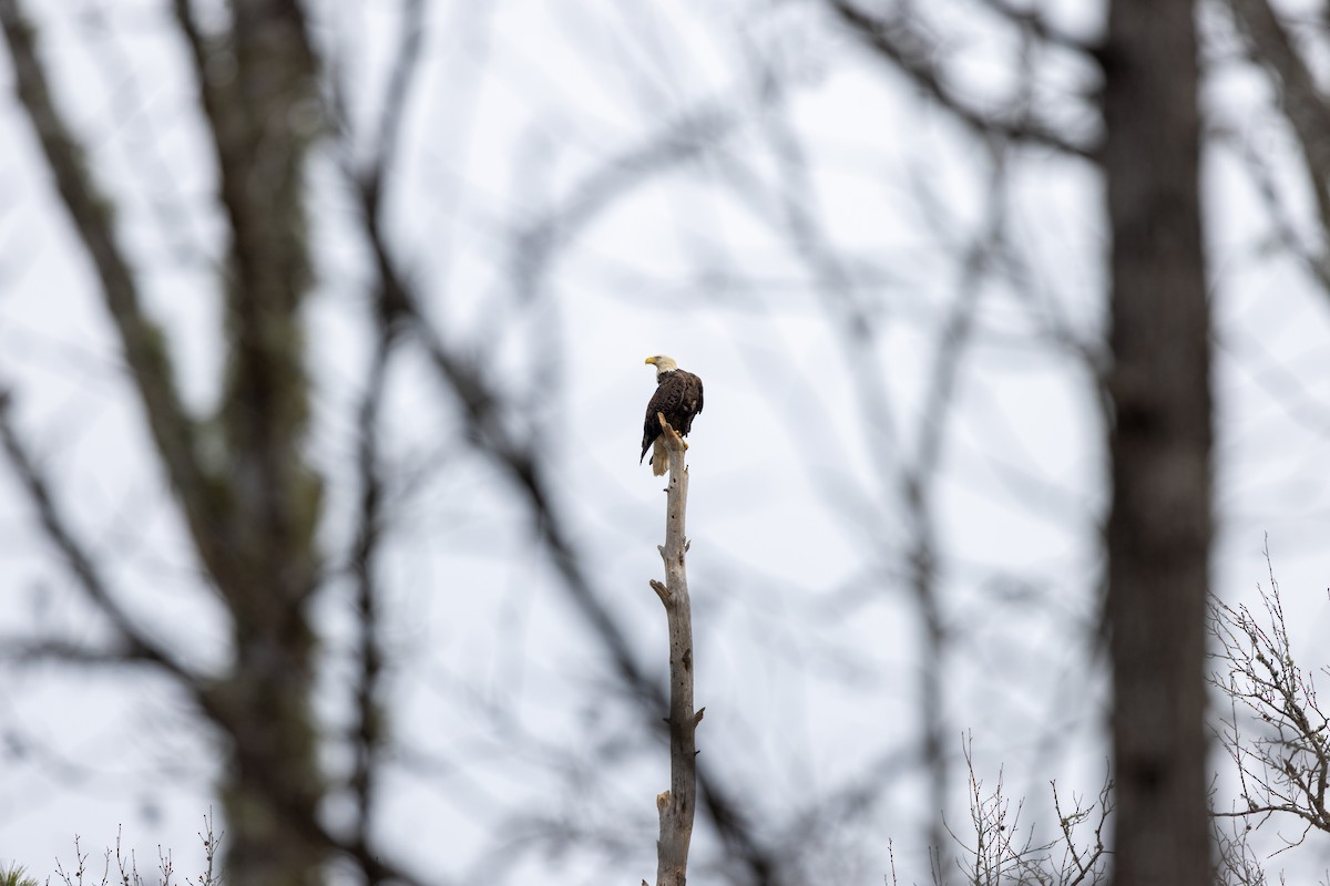 Pigargo Americano - ML652397636