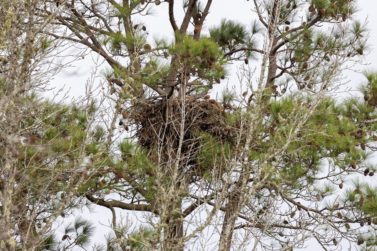 Pigargo Americano - ML652397689