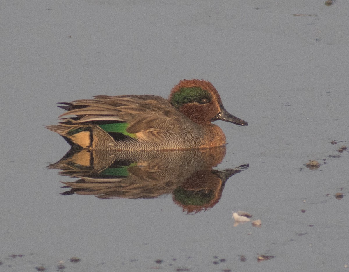 Alzavola (crecca) - ML652397966