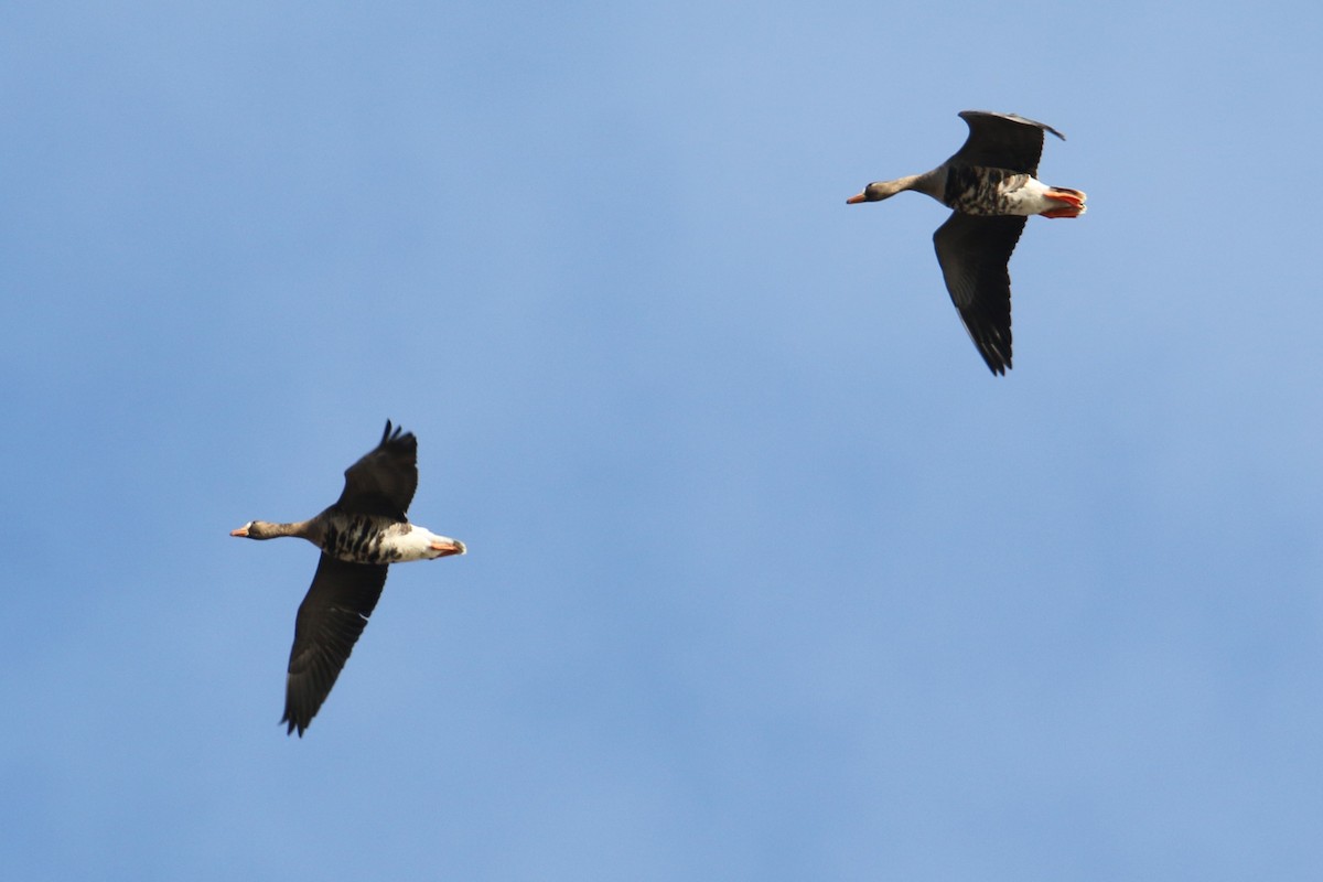 husa běločelá - ML652398287