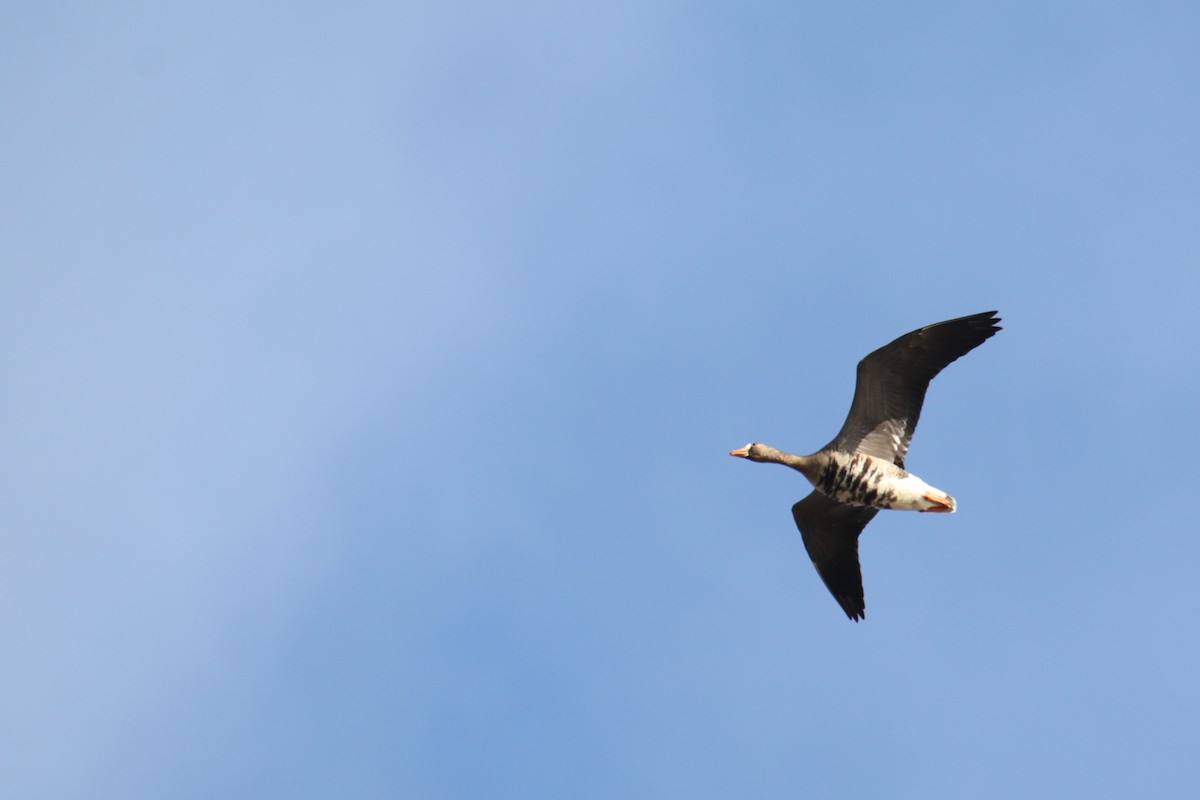 husa běločelá - ML652398288