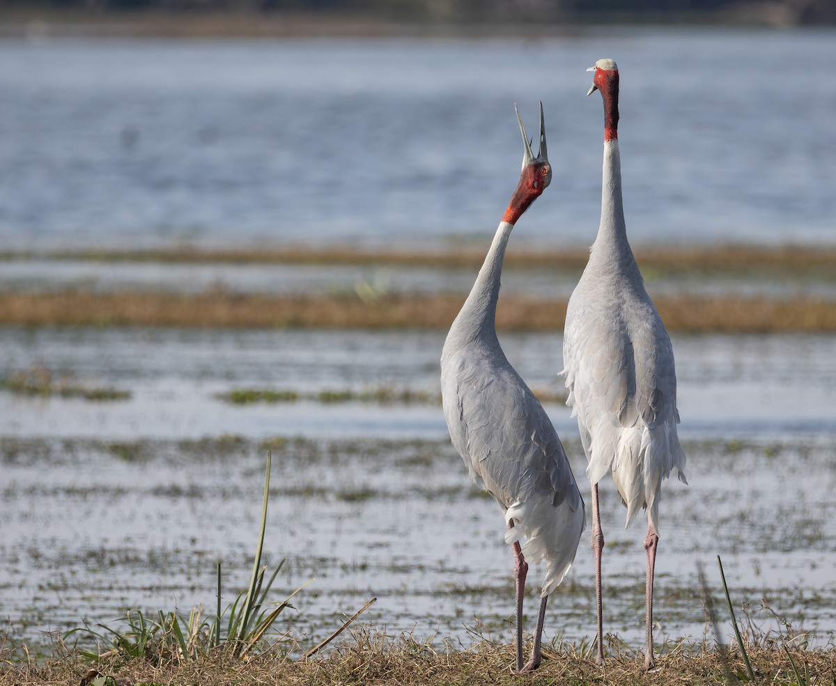 Sarus Crane - ML652398551