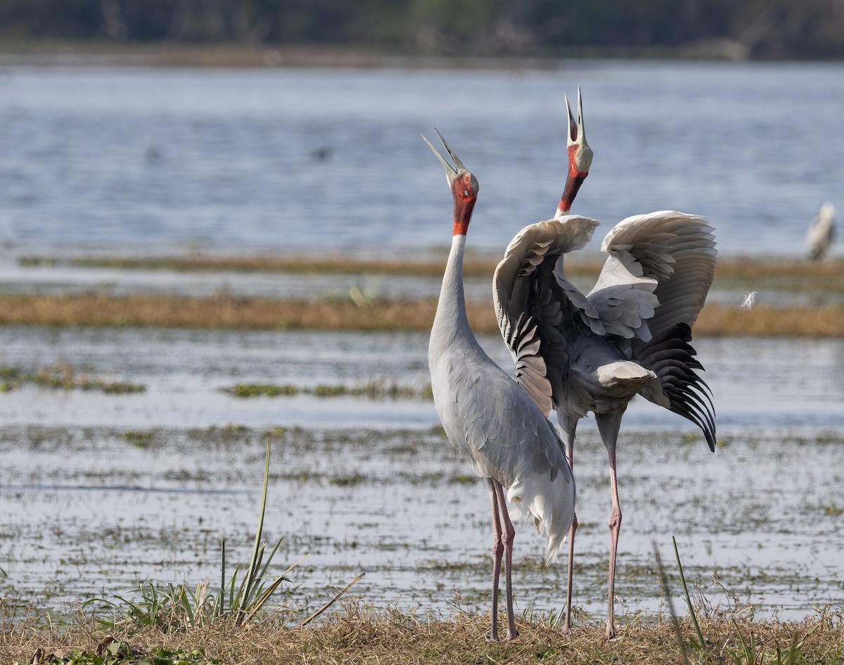 Sarus Crane - ML652398555