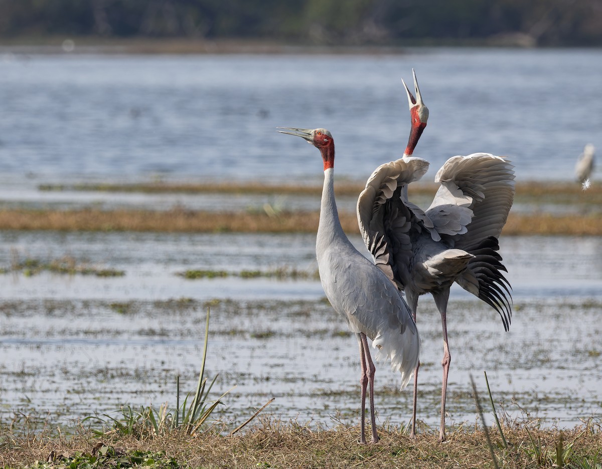 Sarus Crane - ML652398563