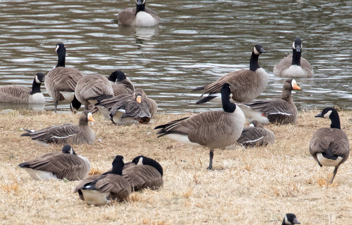 אווז לבן-מצח - ML652398587