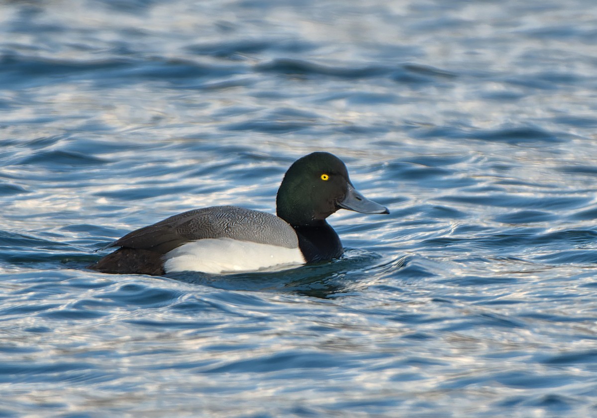 斑背潛鴨 - ML652398625