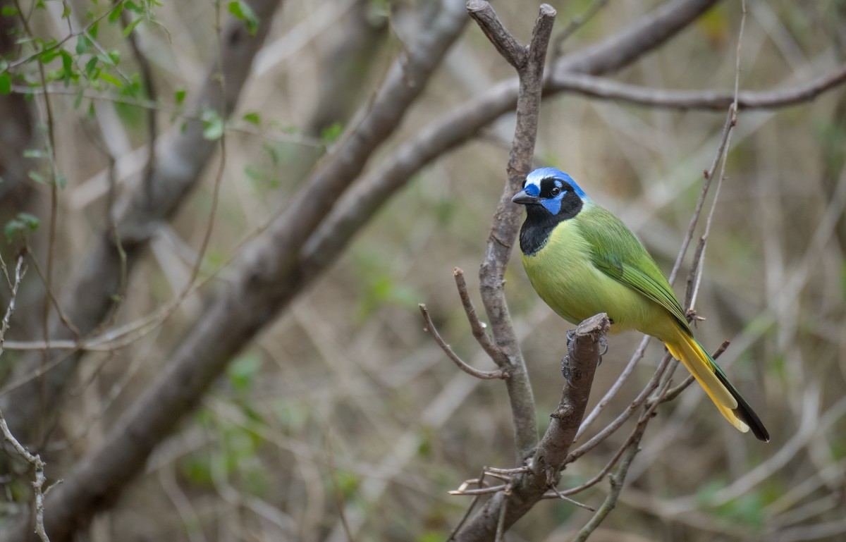 Пая зелена - ML652398879