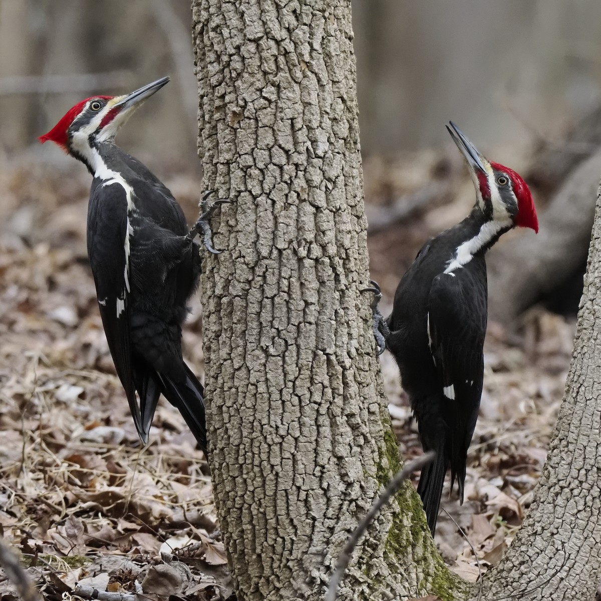 エボシクマゲラ - ML652399122